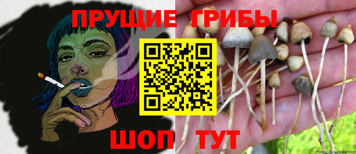Псилоцибиновые грибы прущие грибы Камень-на-Оби